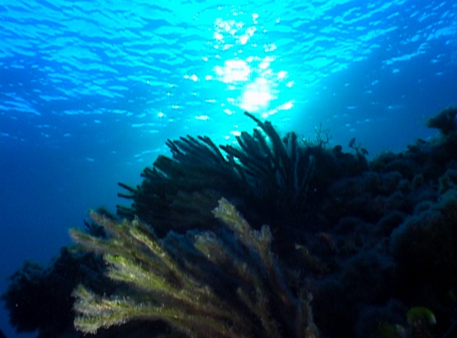 Diving e Snorkeling all’Asinara